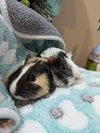 Tank and Panda