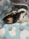 Tank and Panda