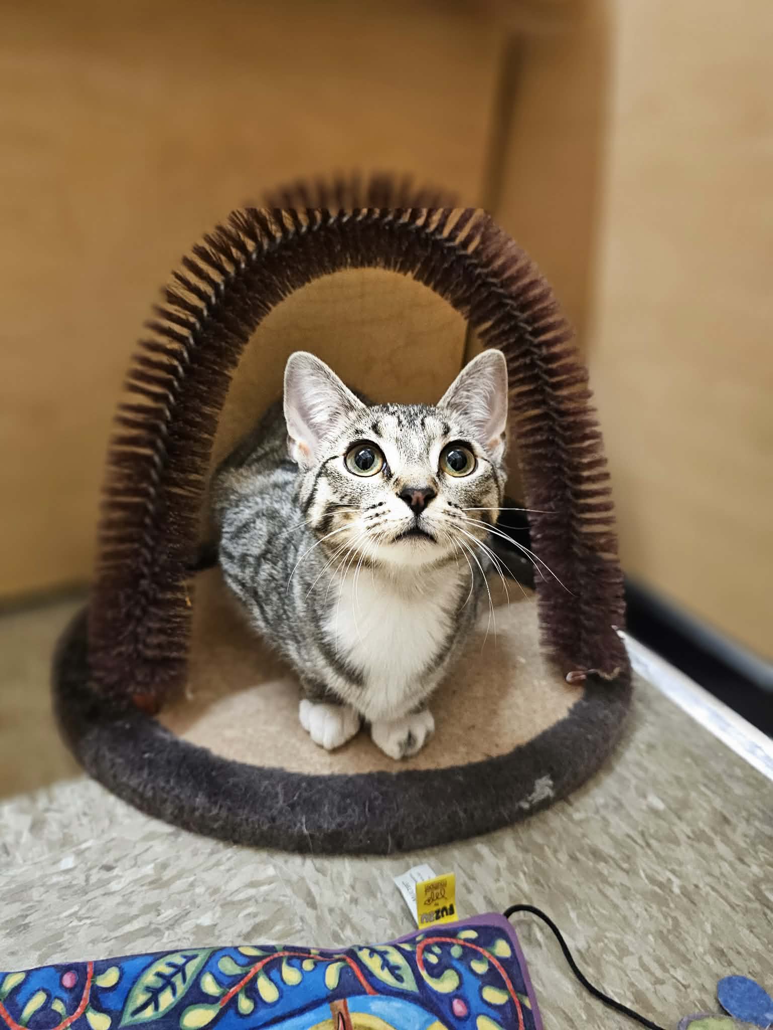 Sally Image