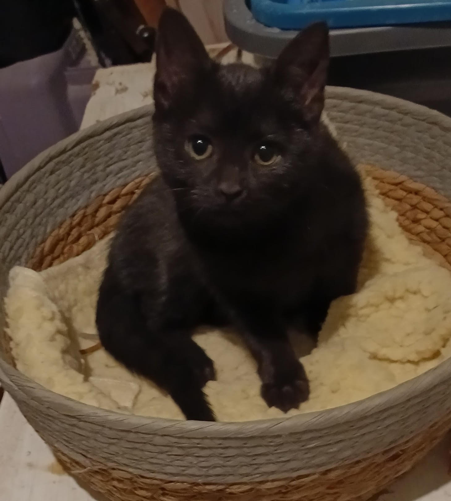 Ebony Image