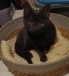 Ebony