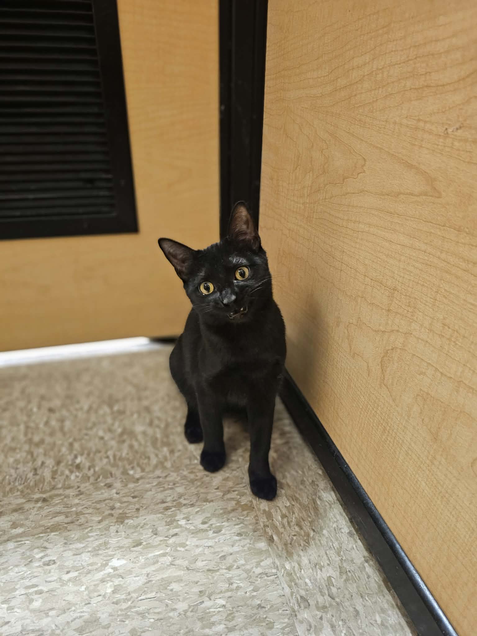 Ebony Image