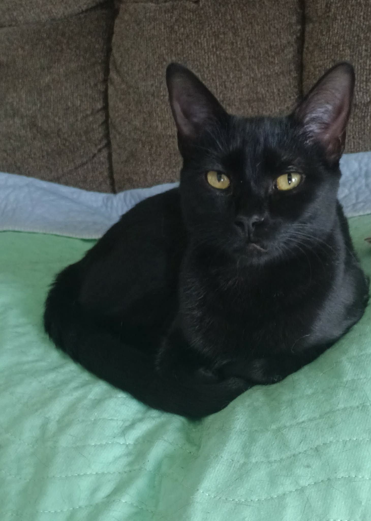 Ebony, photo 2