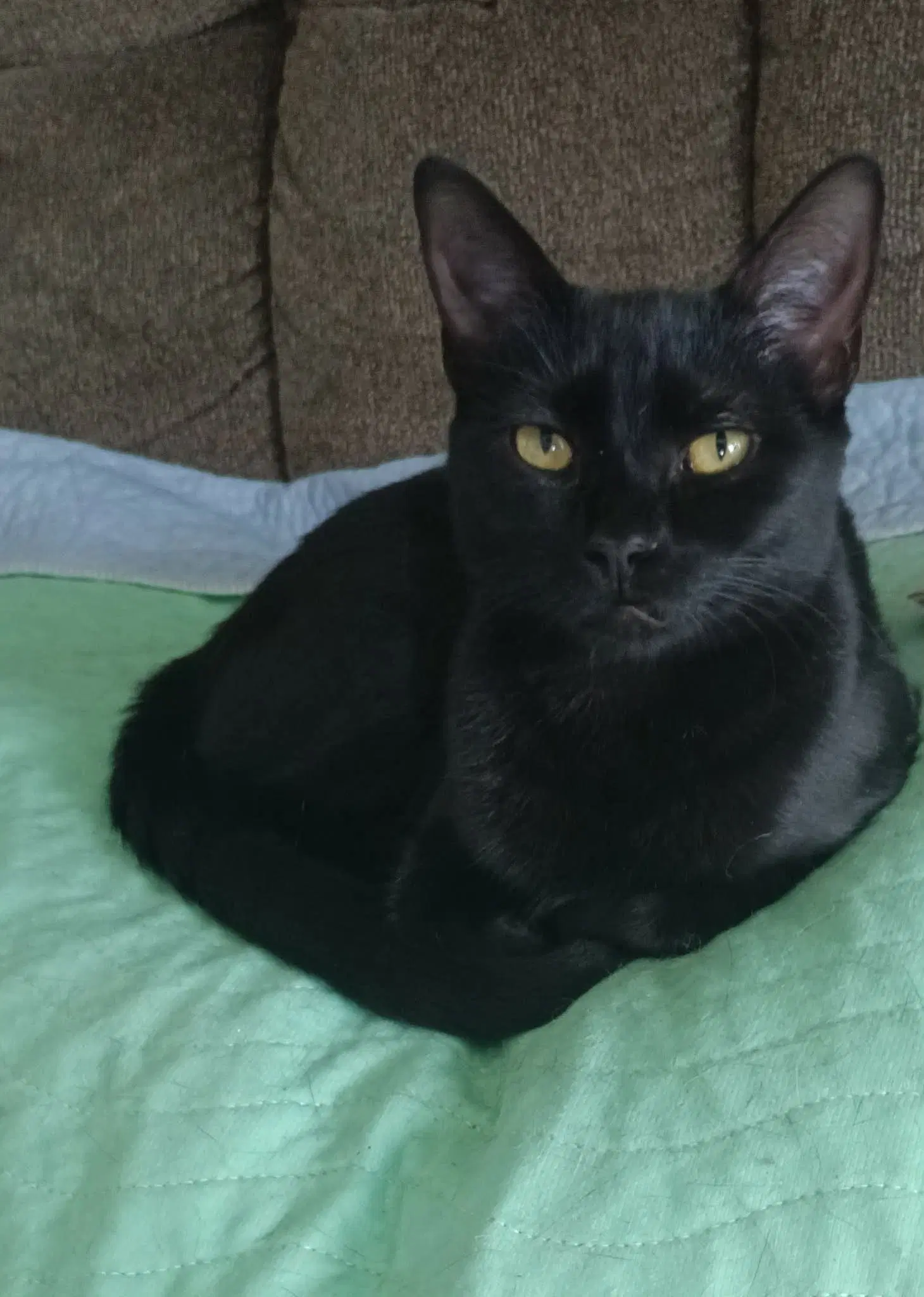 Ebony image 2