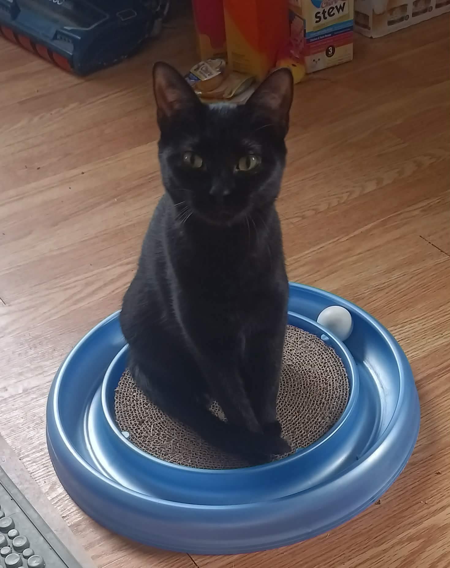 Ebony, photo 3