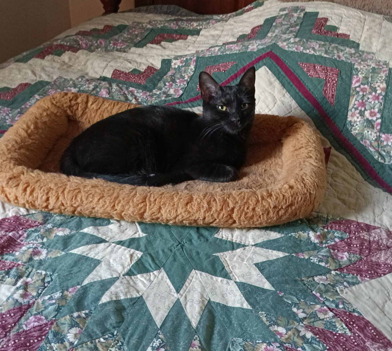 Ebony, photo 4