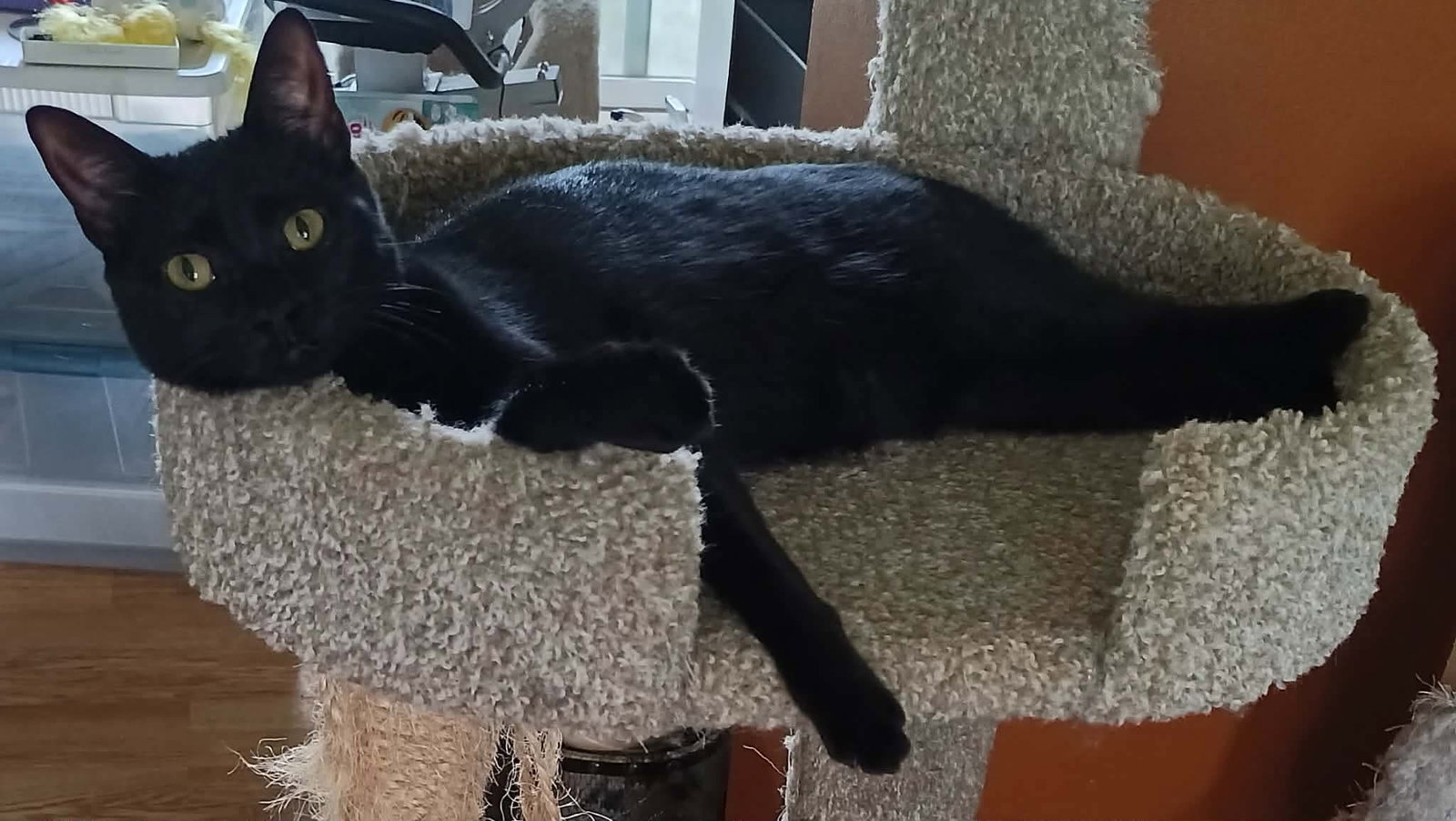 Ebony, photo 5