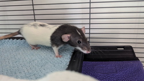 Lyra and Fermi