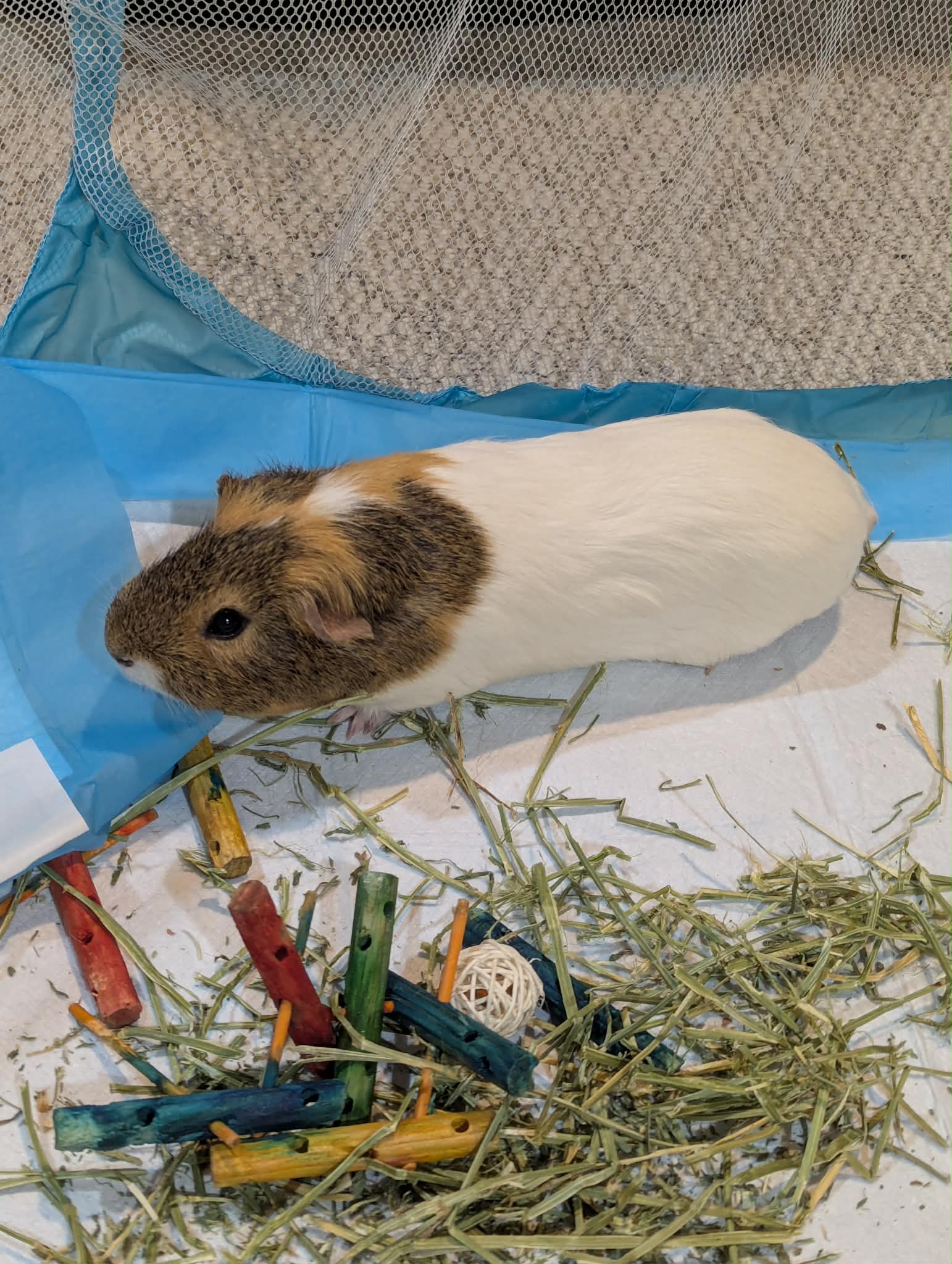 Speedy and Fluffy, photo 6
