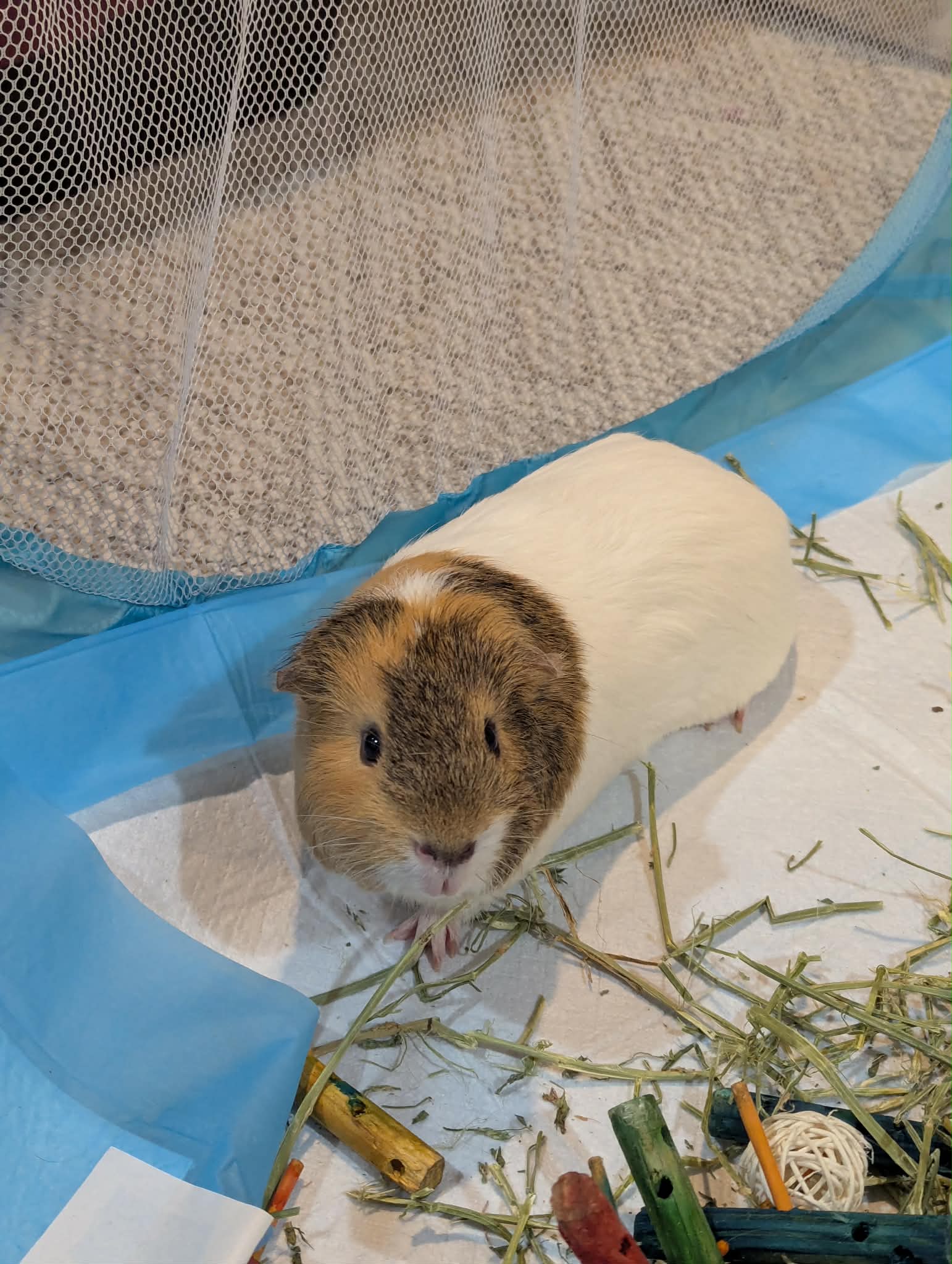 Speedy and Fluffy, photo 7