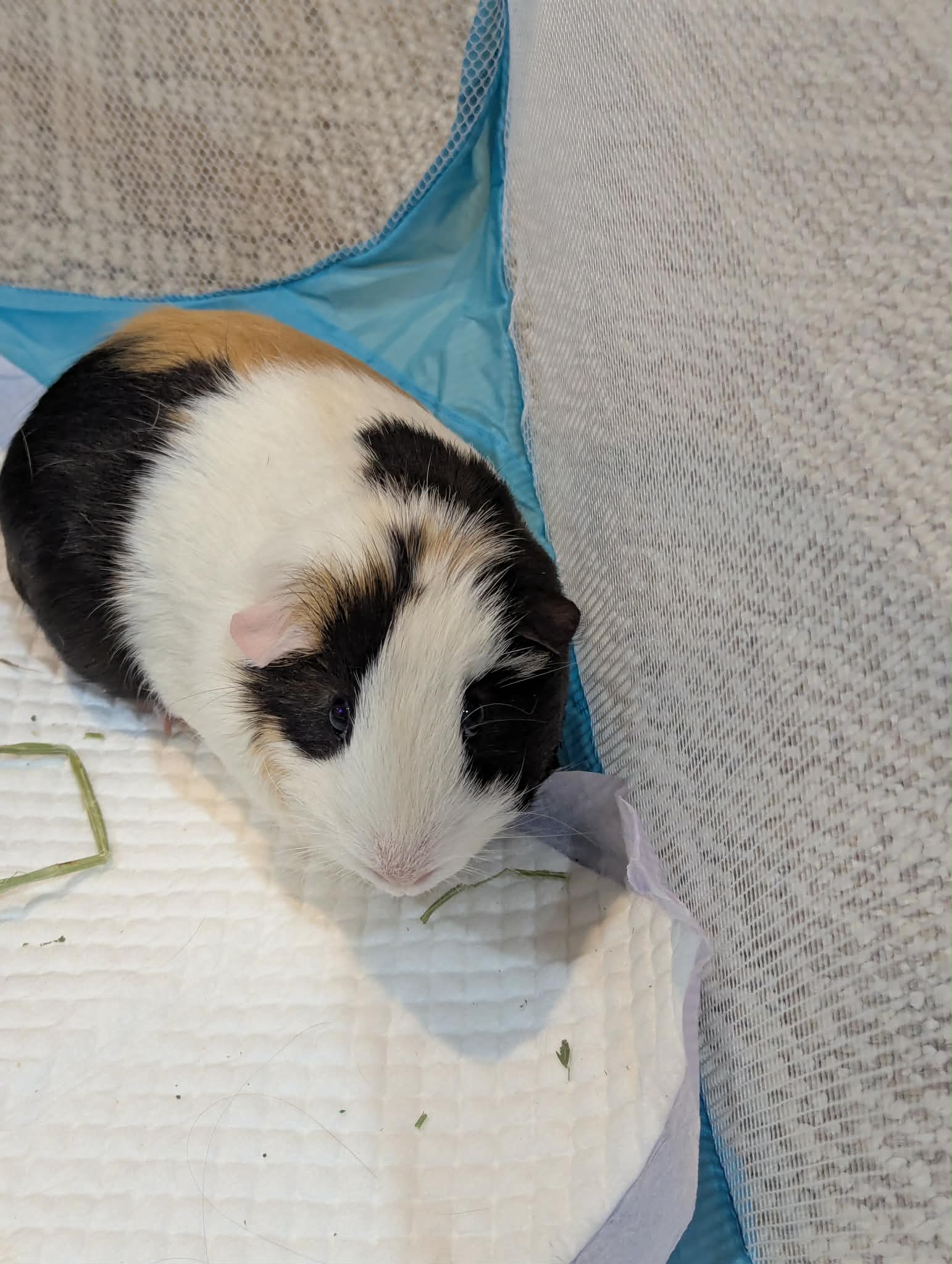 Speedy and Fluffy, photo 8