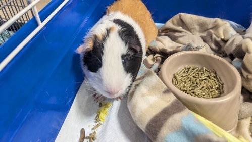 Photo 2 of Speedy and Fluffy
