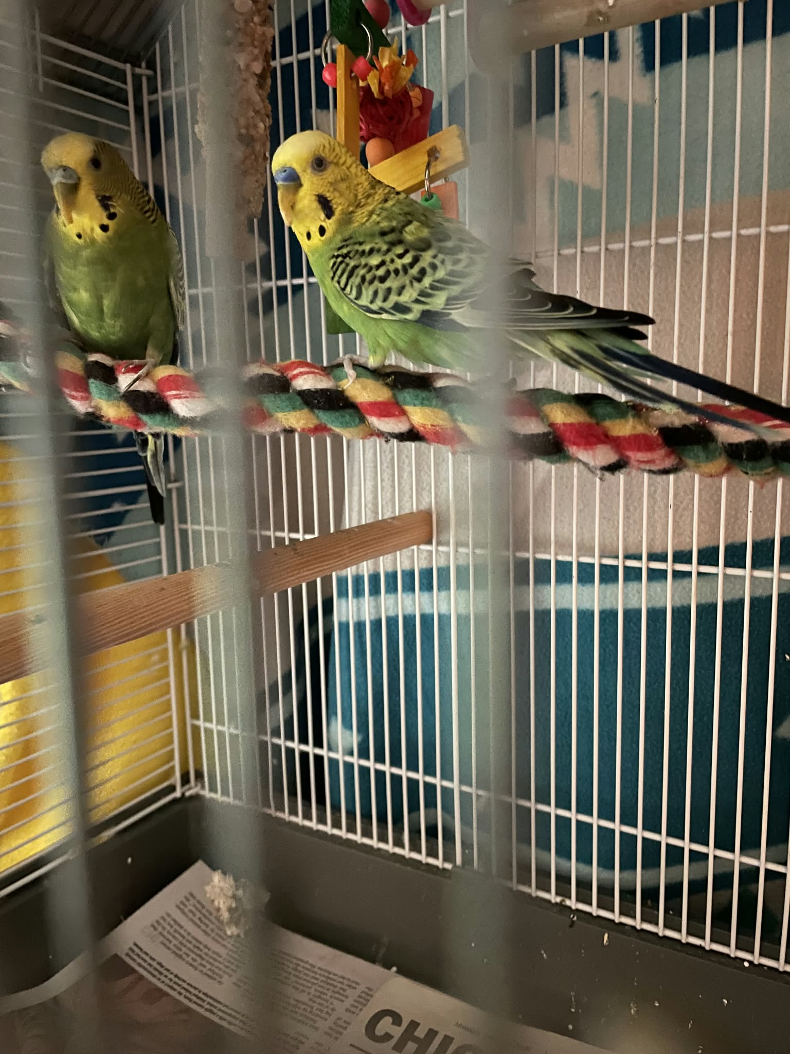 Basil and Nova, photo 2