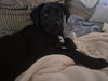 Onyx