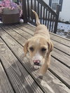 Teela