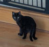 Percy