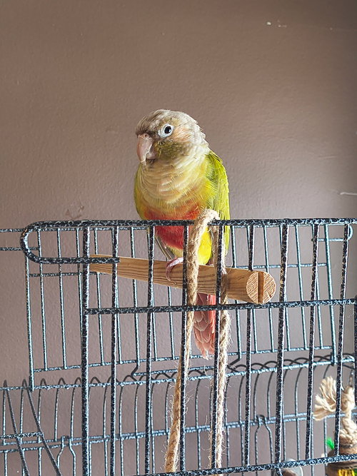 Edison