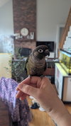 Basil