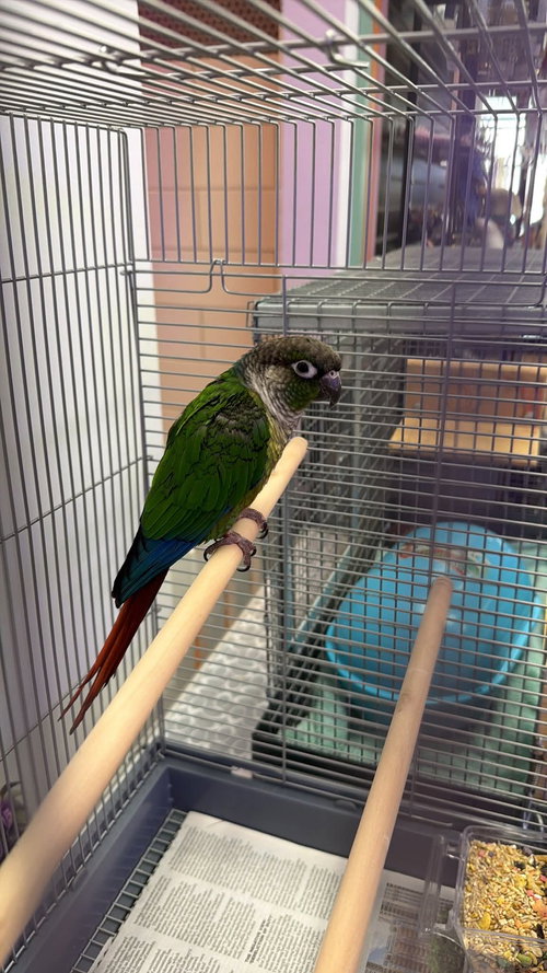 Basil