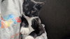 Binx