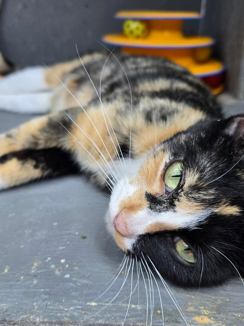 Calliope, Young Domestic Short Hair (short coat), cat for adoption in Hinckley, Illinois