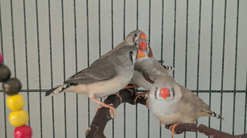 6 finches
