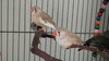 6 finches