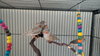 6 finches