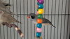 6 finches