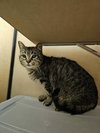 Tabitha