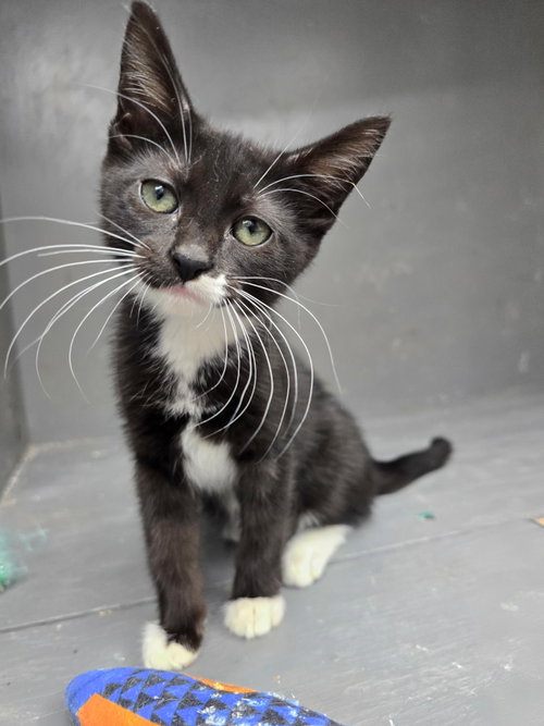 Anna Maria, Baby Domestic Short Hair (short coat), cat for adoption in Hinckley, Illinois