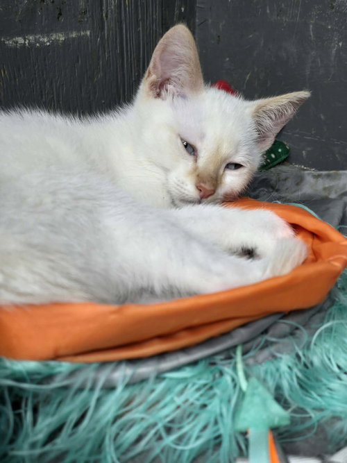 Ringling, Baby Domestic Short Hair (short coat), cat for adoption in Hinckley, Illinois