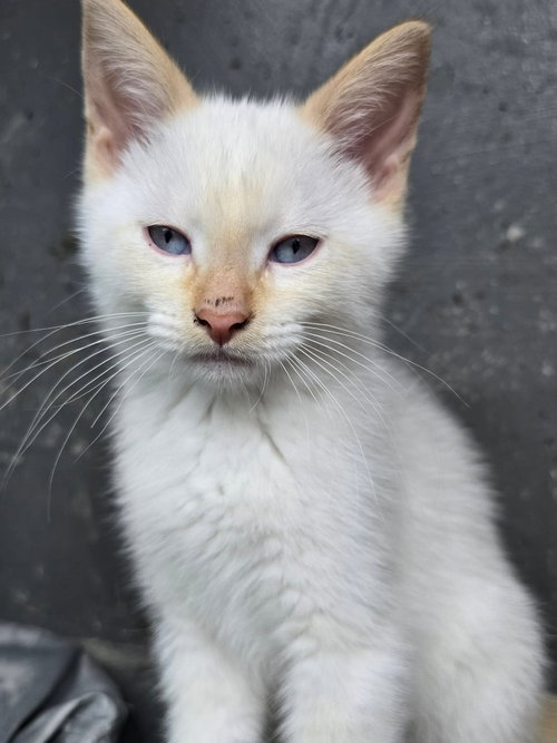 Lido, Baby Domestic Short Hair (short coat), cat for adoption in Hinckley, Illinois