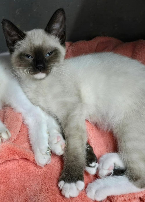 Siesta, Baby Domestic Short Hair (short coat), cat for adoption in Hinckley, Illinois