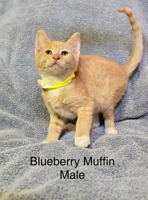 Blueberry Muffin, an adoptable Domestic Short Hair in Hinckley, IL
