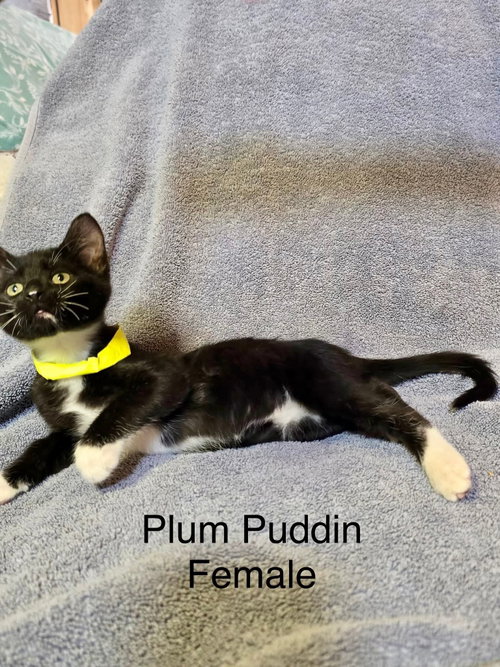 Plum Pudding, an adoptable Domestic Short Hair in Hinckley, IL