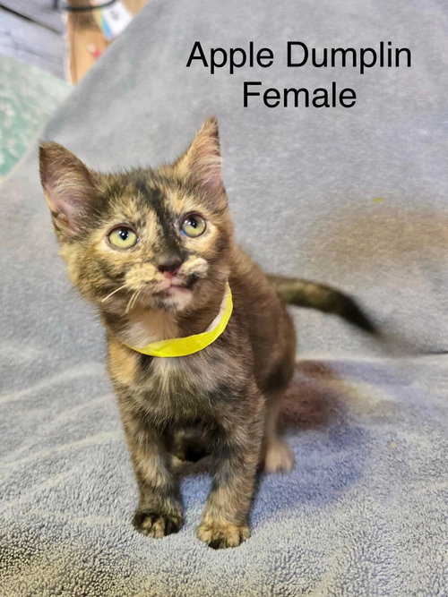Apple Dumplin, an adoptable Domestic Short Hair in Hinckley, IL