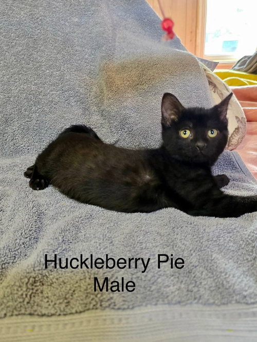 Huckleberry Pie, an adoptable Domestic Short Hair in Hinckley, IL