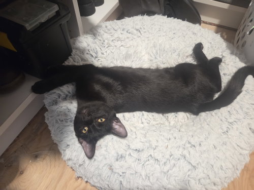 Huckleberry Pie, a cat for adoption from Kat & Kritters Foundation