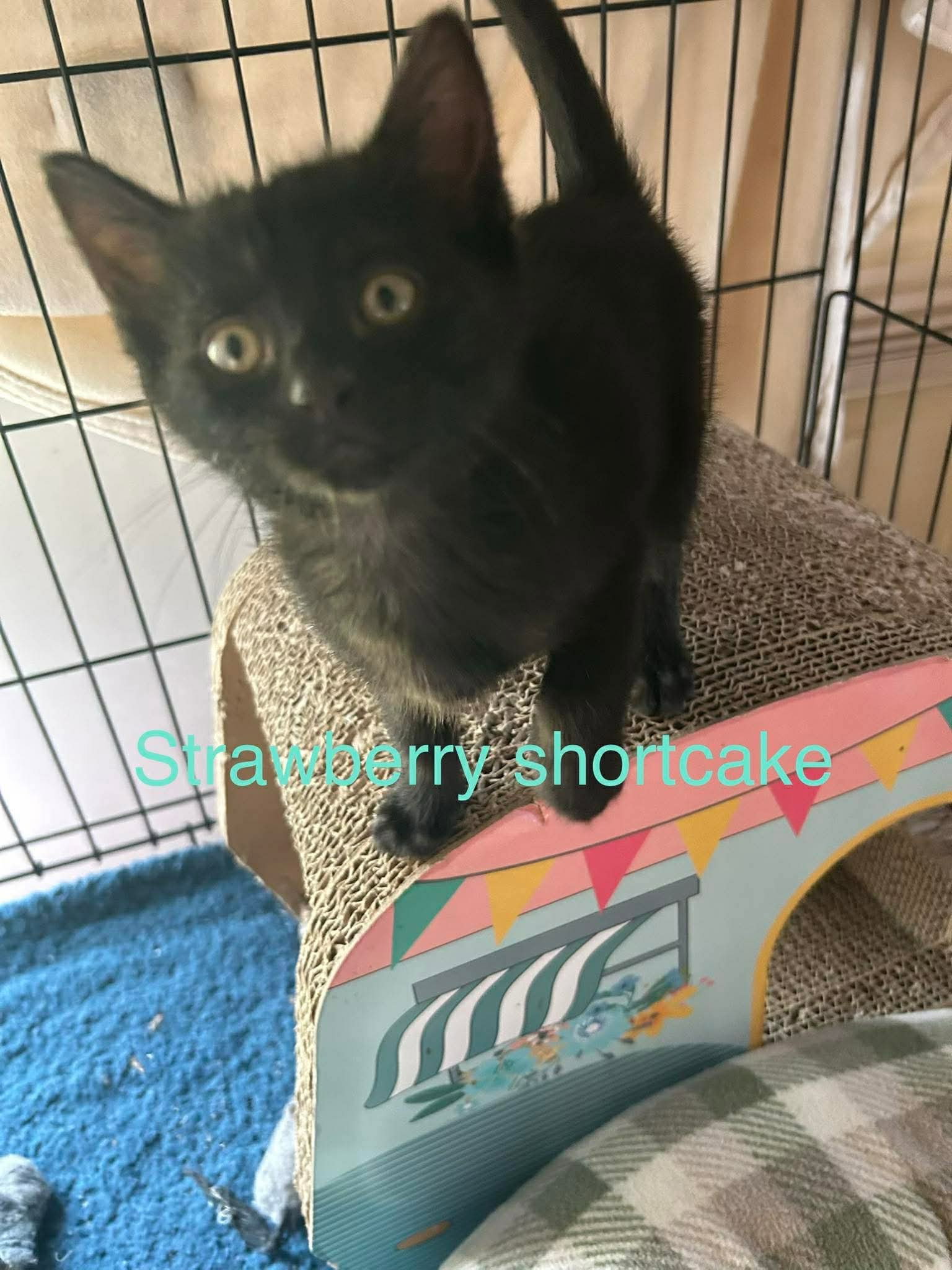 Strawberry Shortcake, photo 6