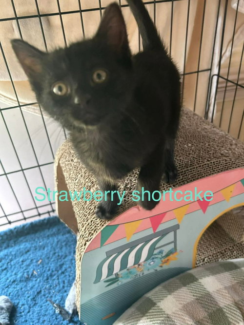 Photo 6 of Strawberry Shortcake
