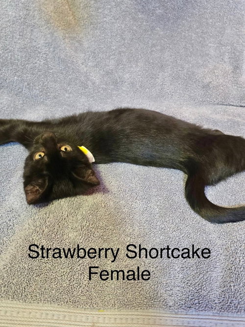Strawberry Shortcake, an adoptable Domestic Short Hair in Hinckley, IL