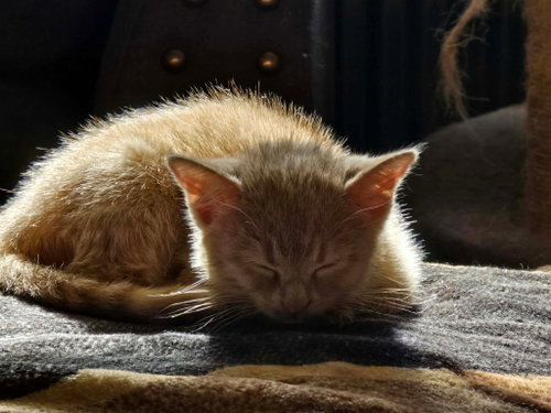 Arina, an adoptable Domestic Short Hair in Hinckley, IL