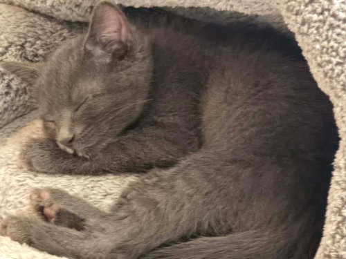 Asher, an adoptable Domestic Short Hair in Hinckley, IL