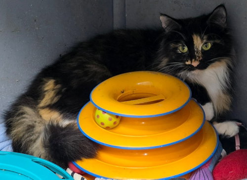 Scarlett, an adoptable Domestic Long Hair in Hinckley, IL