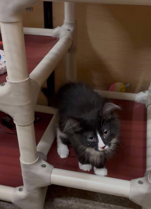 Rhett, an adoptable Domestic Long Hair in Hinckley, IL