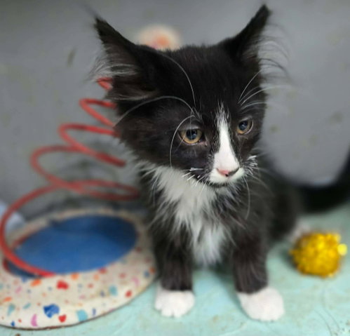 O'Hara, an adoptable Domestic Long Hair in Hinckley, IL