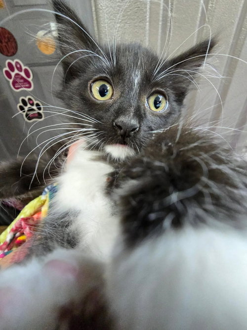 Tara, an adoptable Domestic Short Hair in Hinckley, IL