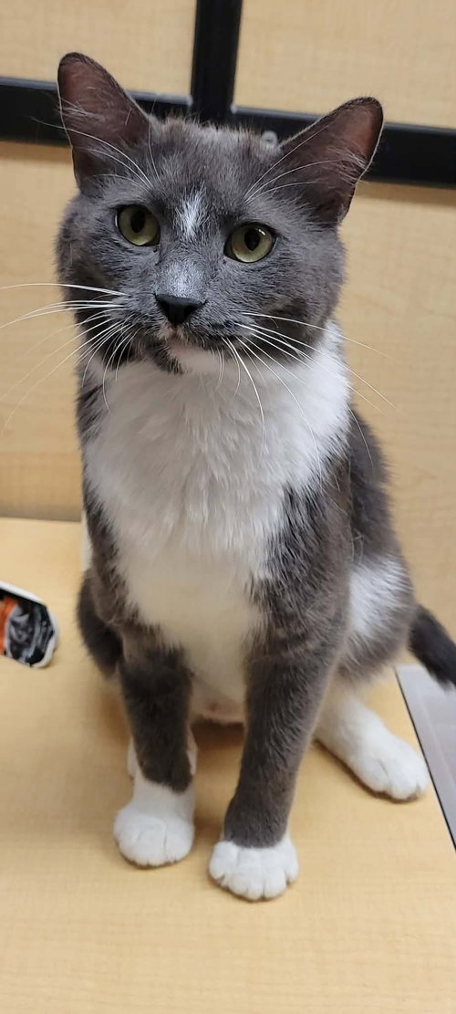 Nami, an adoptable Domestic Short Hair in Hinckley, IL