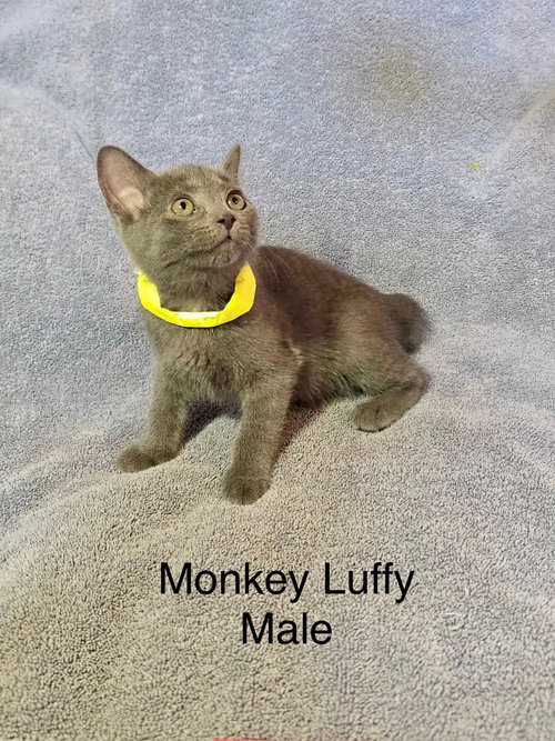 Luffy, an adoptable Domestic Short Hair in Hinckley, IL